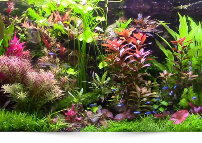 Creation_decor-3