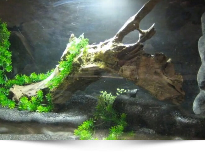 congret_decor